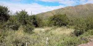 4  últimos  Lotes Altos de Valenti