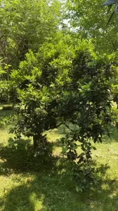 Lote En Venta, Oportunidad! - Francisco Alvarez, Moreno
