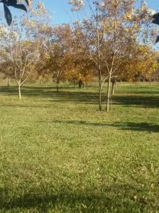 2,3Has con sembradio de nueces cerca de San Sebastian