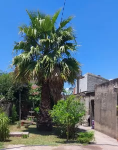 DOS CASAS EN VENTA - CALLE CASTAÑON AL 3.100, R.CASTILLO